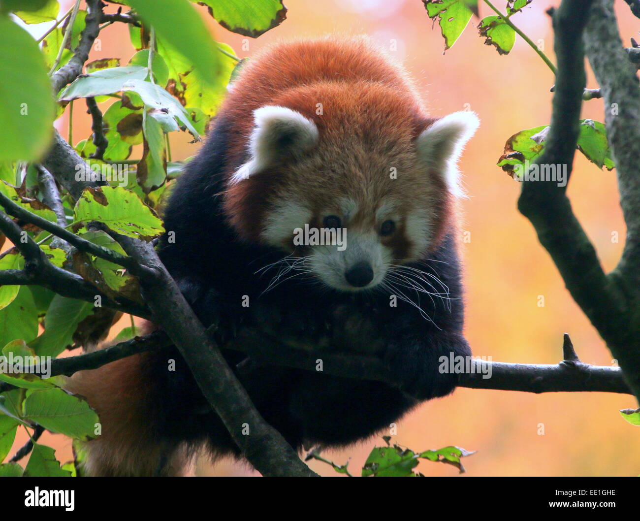 Asian Red Panda (Ailurus fulgens) in a tree.  a.k.a. Lesser panda or red cat-bear. Stock Photo