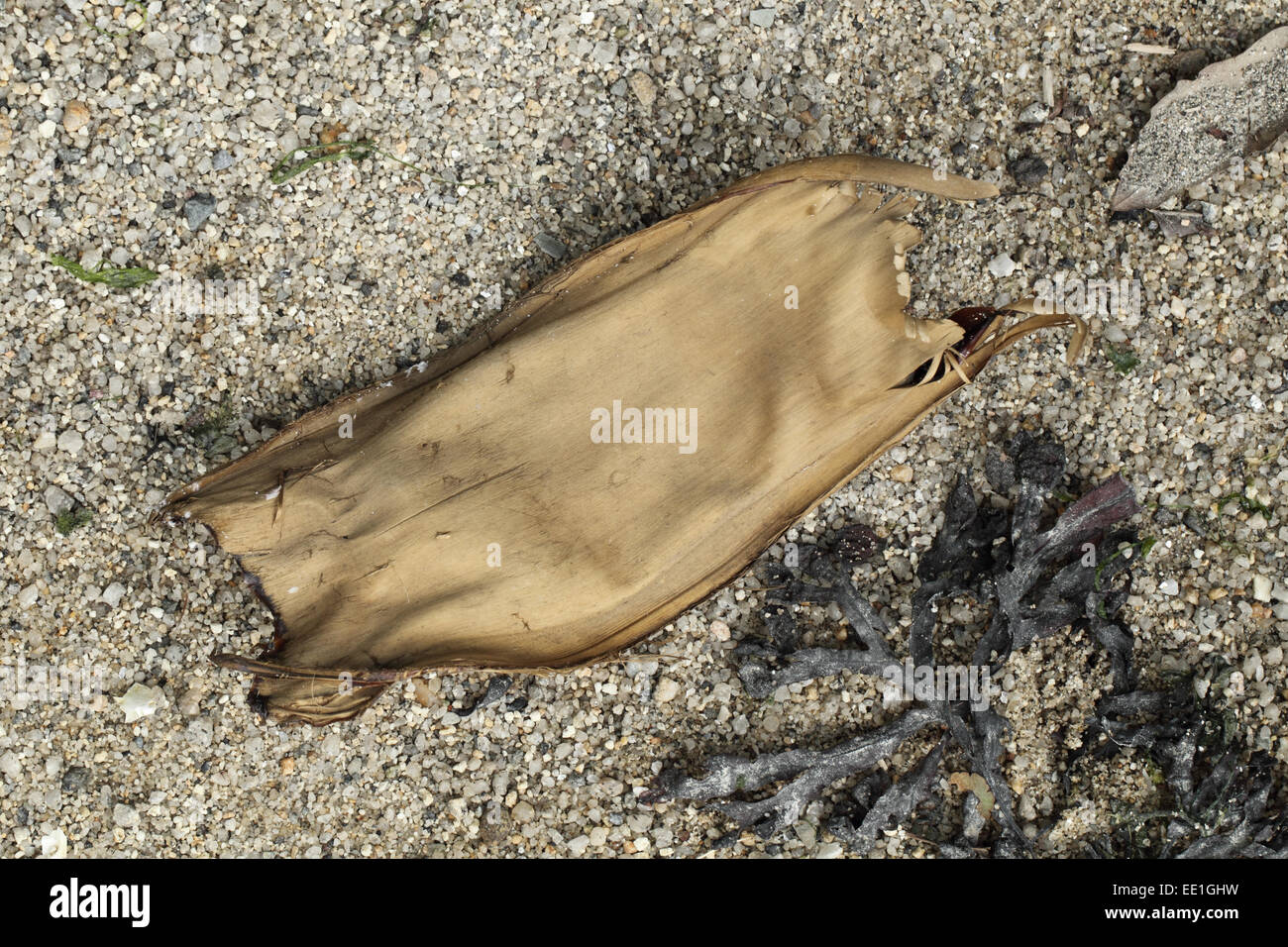 Common Skate (Dipturus batis) 'Mermaid's Purse' eggcase (collection image) Stock Photo