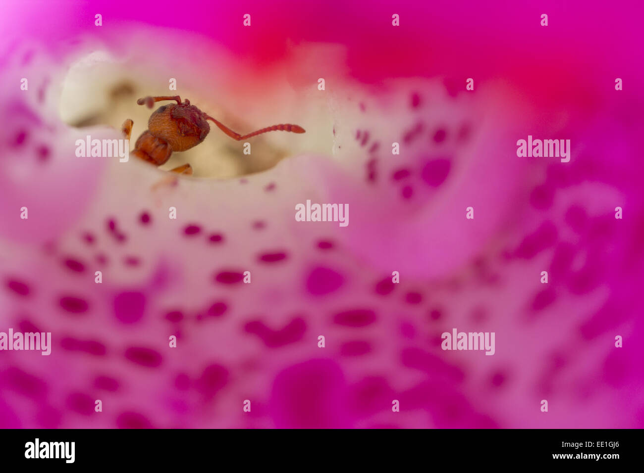 Ant (Myrmica sabuleti) adult worker, exploring fallen Foxglove (Digitalis sp.) flower, Powys, Wales, June Stock Photo