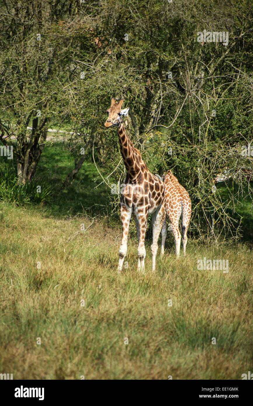 Giraffes running hi-res stock photography and images - Alamy