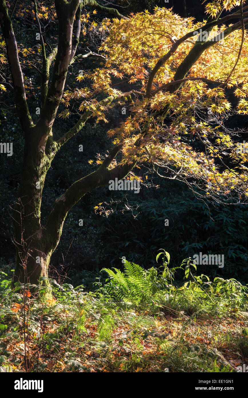 Beautiful Autumn landscape of forest Stock Photo - Alamy