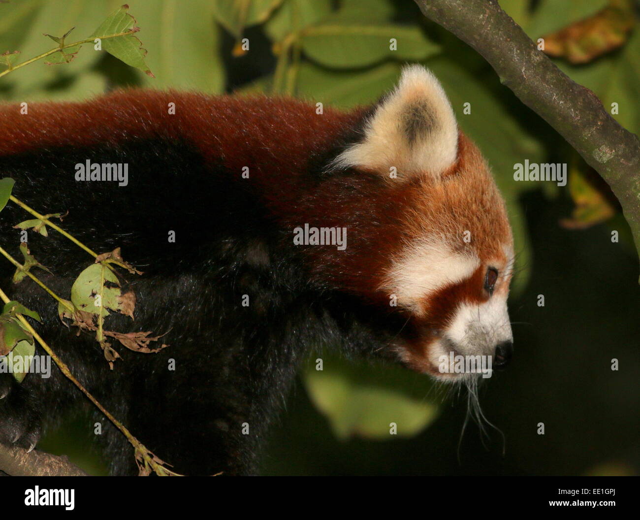 Asian Red Panda (Ailurus fulgens) in a tree at night. a.k.a. Lesser panda or red cat-bear. Stock Photo