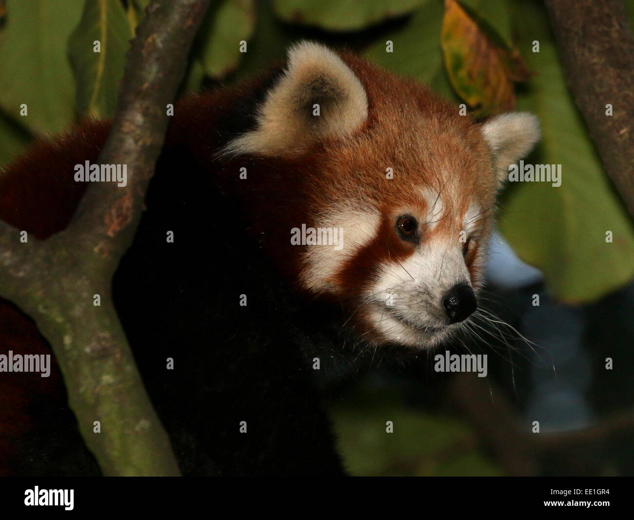 Close-up of an Asian Red Panda (Ailurus fulgens) in a tree at dusk. a.k.a. Lesser panda or red cat-bear. Stock Photo