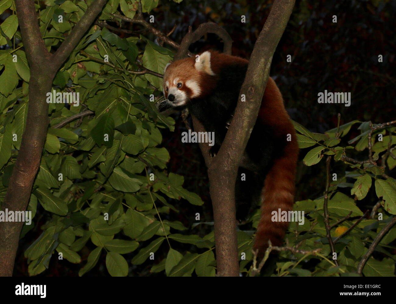Asian Red Panda (Ailurus fulgens) in a tree at dusk. a.k.a. Lesser panda or red cat-bear. Stock Photo
