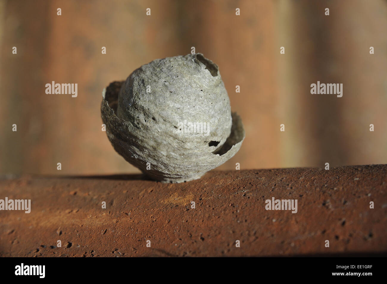 Common Wasp (Vespula vulgaris) nest in early stages, on underside of roof tile, Bentley, Suffolk, England, April Stock Photo