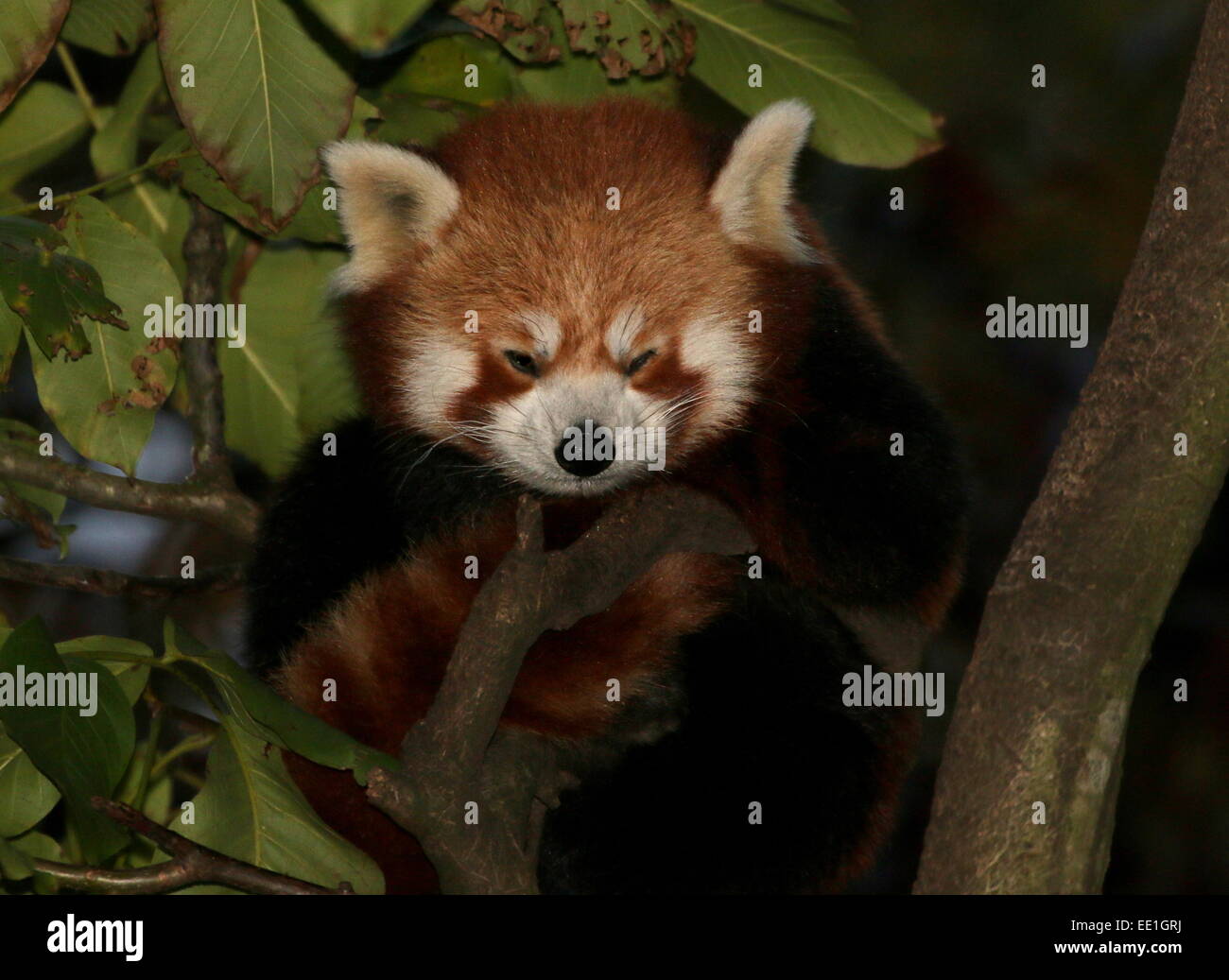 Asian Red Panda (Ailurus fulgens) in a tree at night. Stock Photo