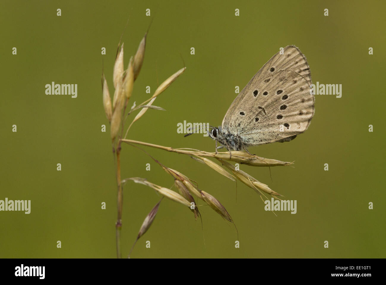 Mountain Alcon Blue (Phengaris rebeli) adult, resting on grass, Bulgaria, July Stock Photo