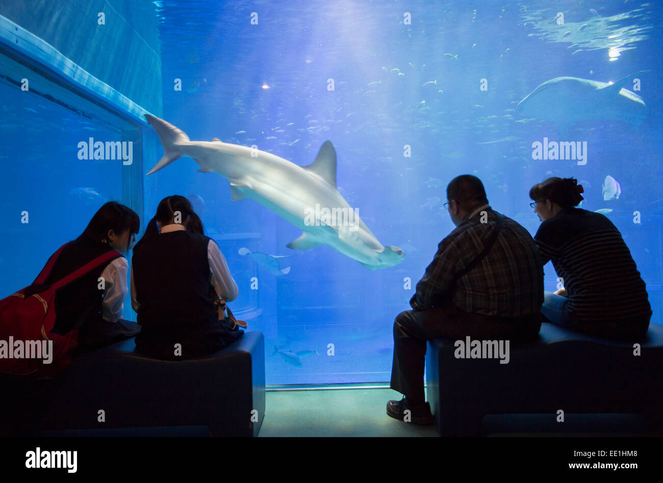 People watching shark at Osaka Aquarium, Tempozan, Osaka, Kansai, Japan, Asia Stock Photo