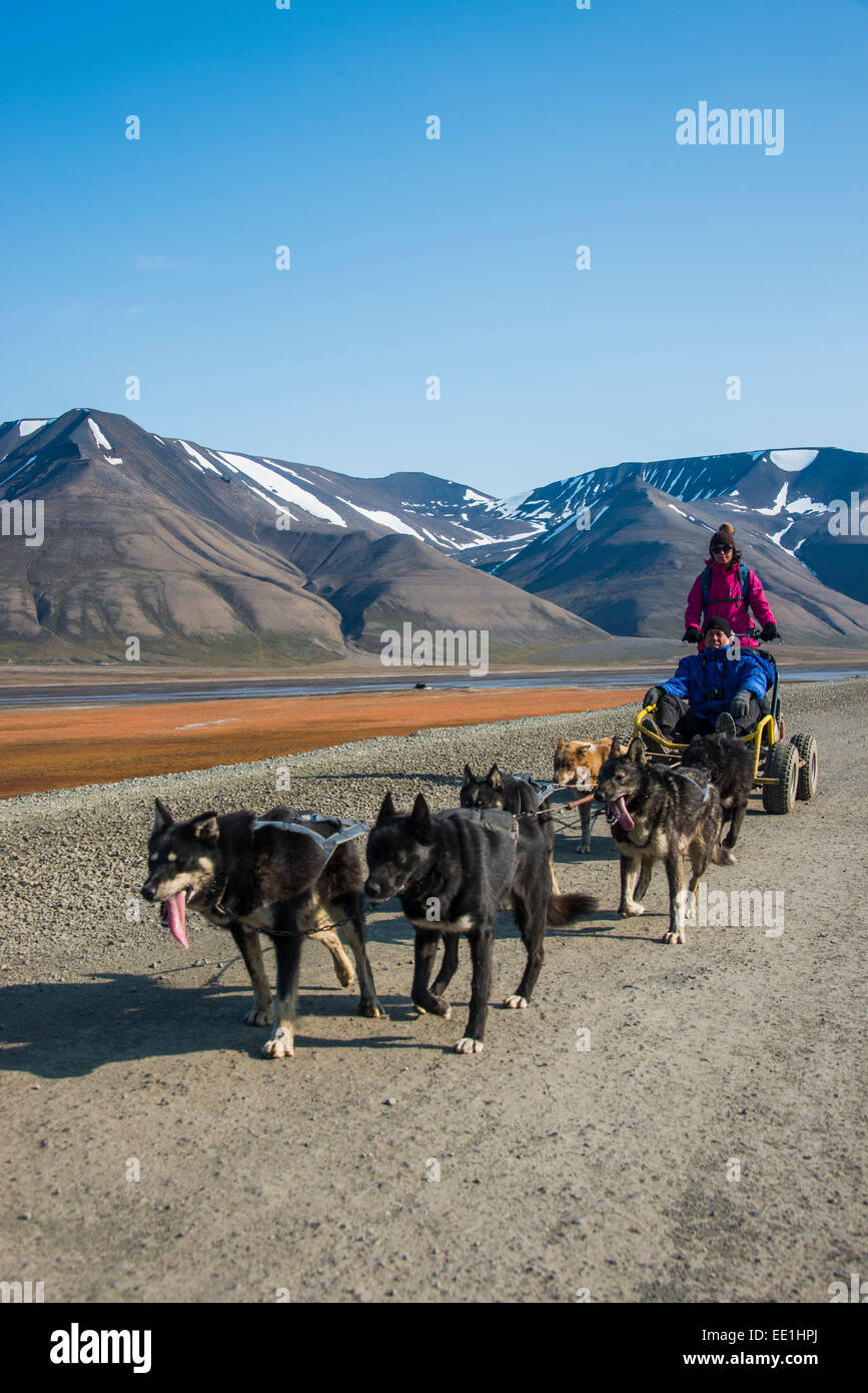 Husky dog sledding on wheels, Svalbard, Longyearbyen, Norway, Scandinavia, Europe Stock Photo