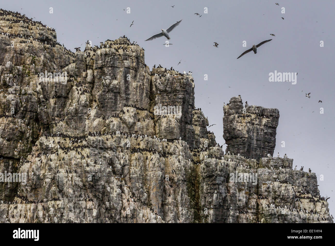 Steep cliffs filled with nesting birds on the south side of Bjornoya, Bear Island, Svalbard, Arctic, Norway, Scandinavia, Europe Stock Photo