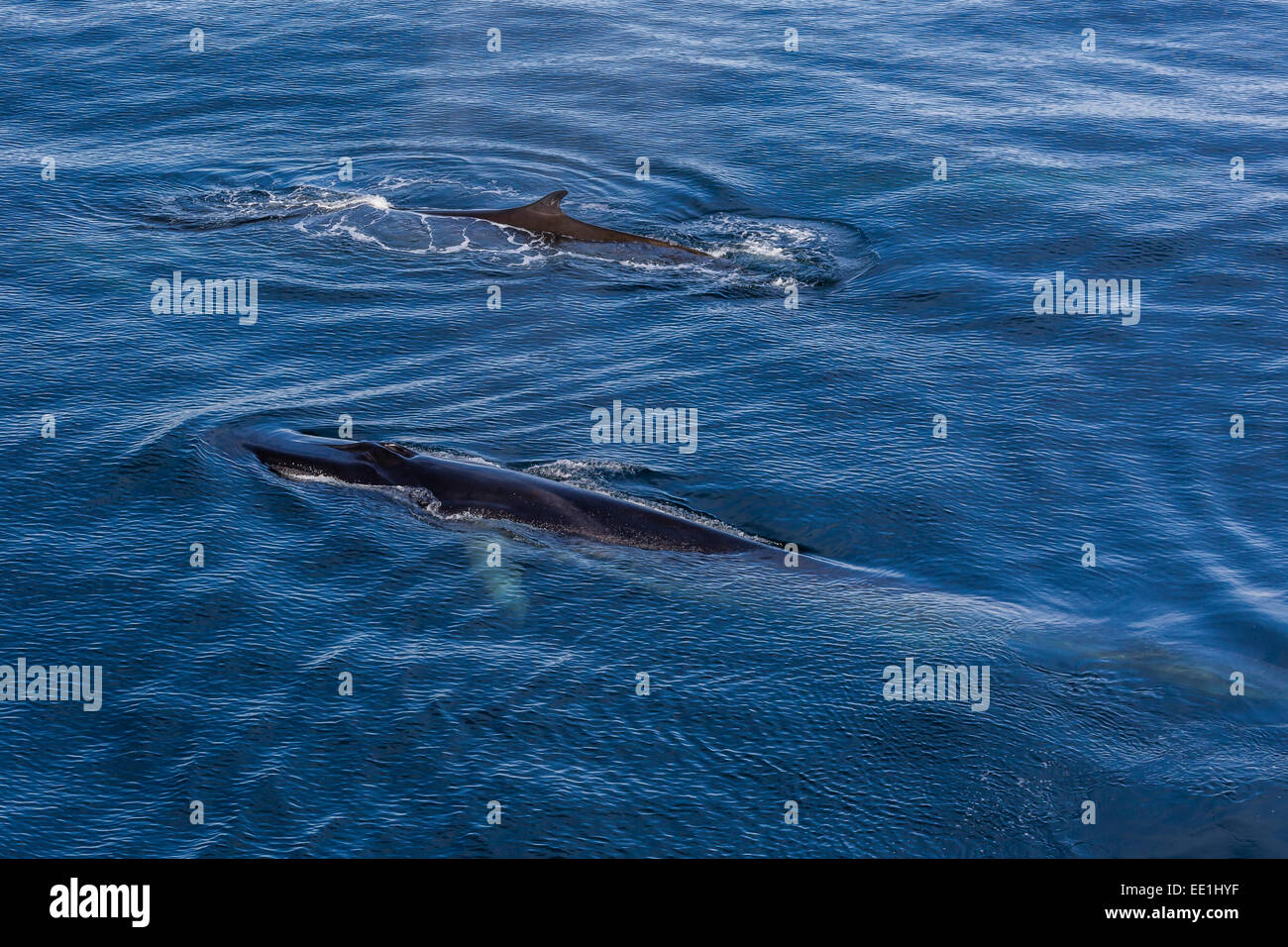 Possible cow and calf fin whale (Balaenoptera physalus) surfacing near Hornsund, Spitsbergen, Svalbard, Arctic, Norway Stock Photo