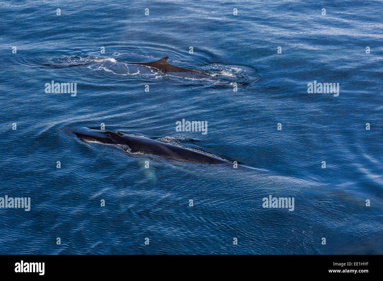 Possible cow and calf fin whale (Balaenoptera physalus) surfacing near Hornsund, Spitsbergen, Svalbard, Arctic, Norway Stock Photo