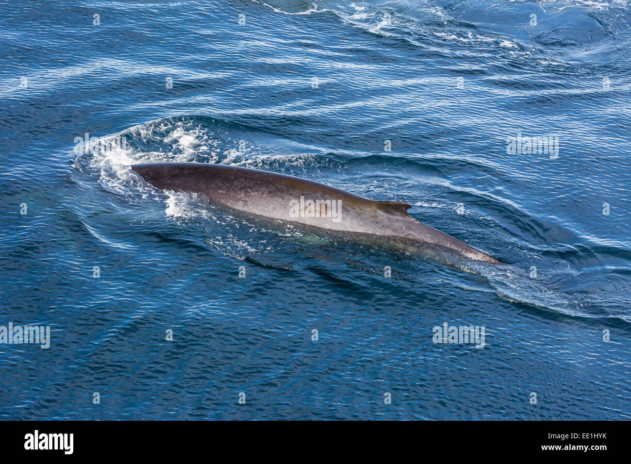 Adult fin whale (Balaenoptera physalus) surfacing near Hornsund, Spitsbergen, Svalbard, Arctic, Norway, Scandinavia, Europe Stock Photo