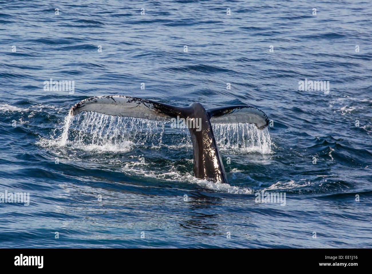 Adult humpback whale (Megaptera novaeangliae) flukes-up dive off the west coast of Spitsbergen, Svalbard, Arctic, Norway Stock Photo