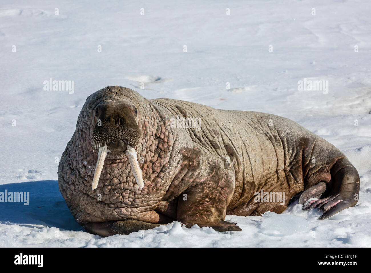 Adult bull Atlantic walrus (Odobenus rosmarus rosmarus) hauled out on ice in Storfjorden, Svalbard, Arctic, Norway, Scandinavia Stock Photo