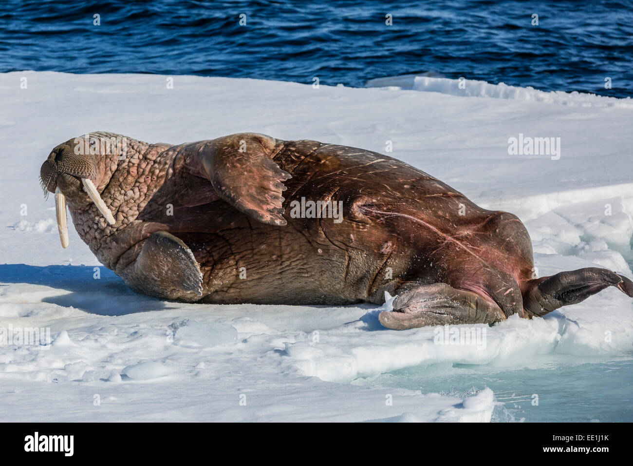 Adult bull Atlantic walrus (Odobenus rosmarus rosmarus) rolling on its back on ice in Storfjorden, Svalbard, Arctic, Norway Stock Photo