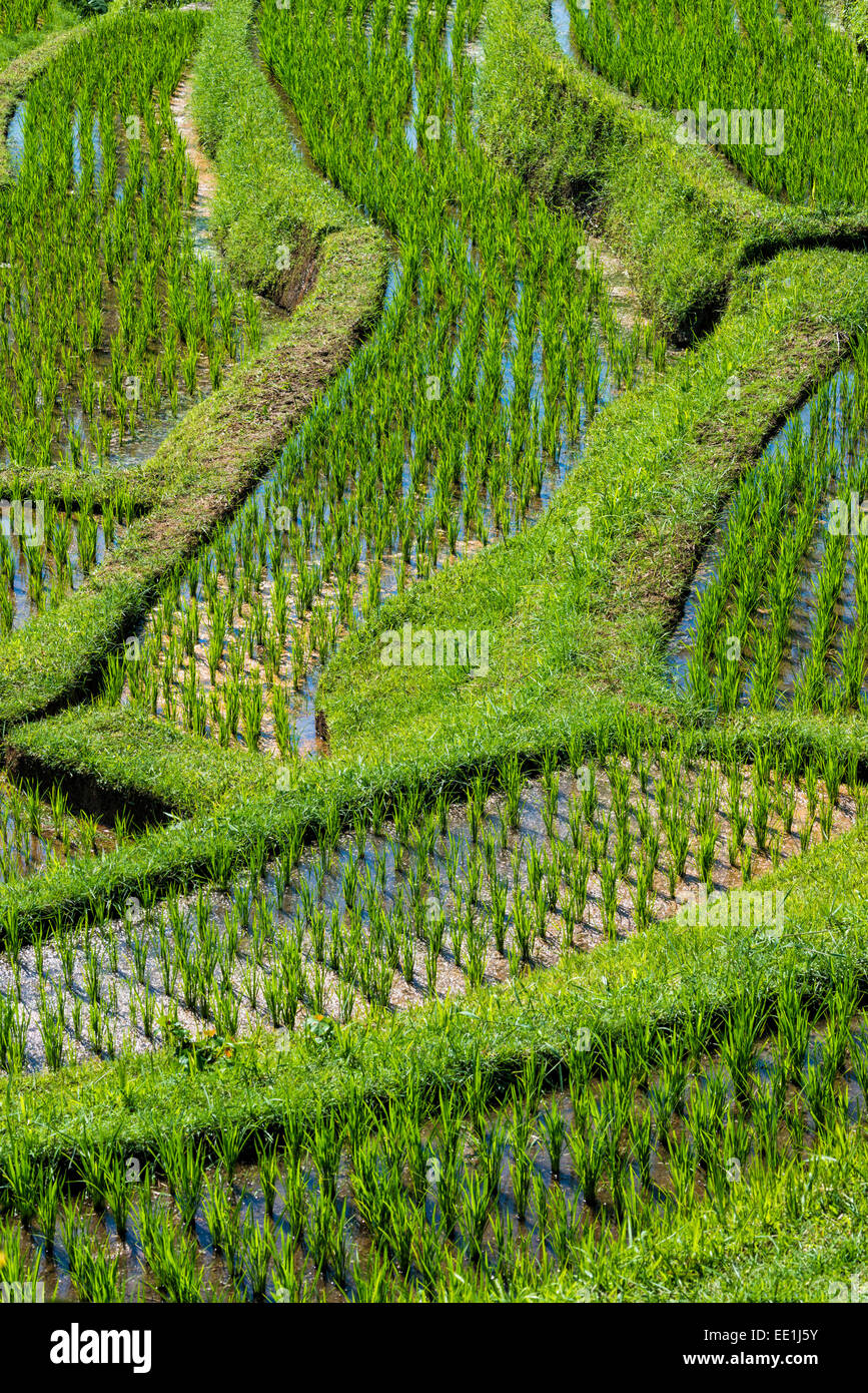 Rice terraces, Jatiluwih, UNESCO World Heritage Site, Bali, Indonesia, Southeast Asia, Asia Stock Photo
