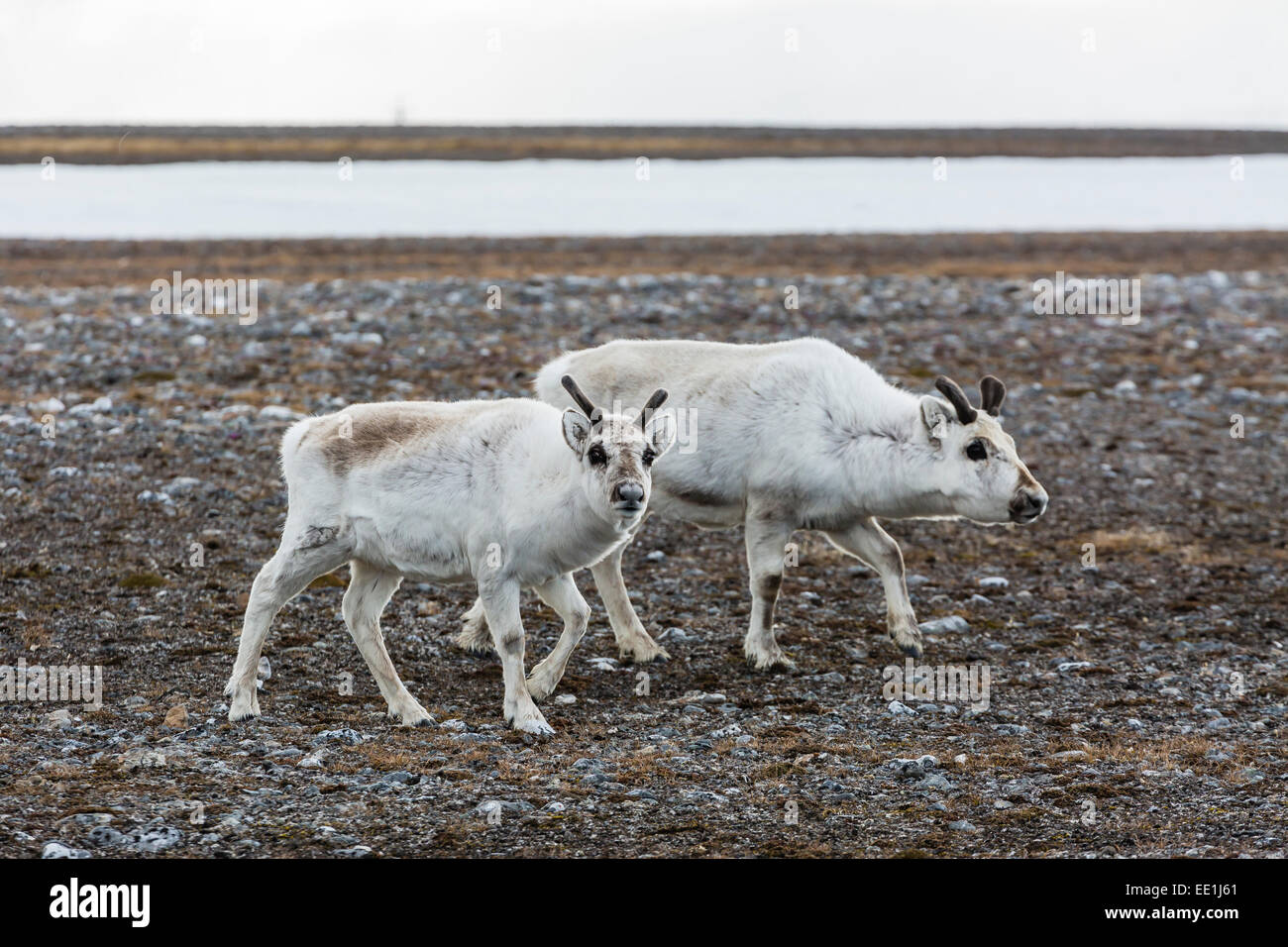 Svalbard reindeer (Rangifer tarandus) on the tundra in Varsolbukta, Bellsund, Spitsbergen, Arctic, Norway, Scandinavia, Europe Stock Photo