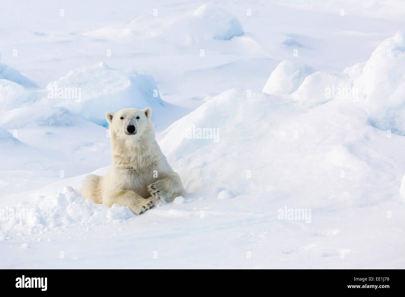 Adult polar bear (Ursus maritimus) in day bed on first year sea ice in Olga Strait, near Edgeoya, Svalbard, Arctic, Norway Stock Photo