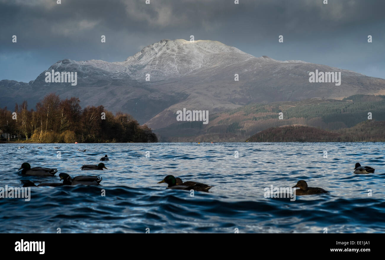 Ducks on Loch Lomond against the backdrop of Ben Lomond with snow covering it's peak. Scotland. Stock Photo