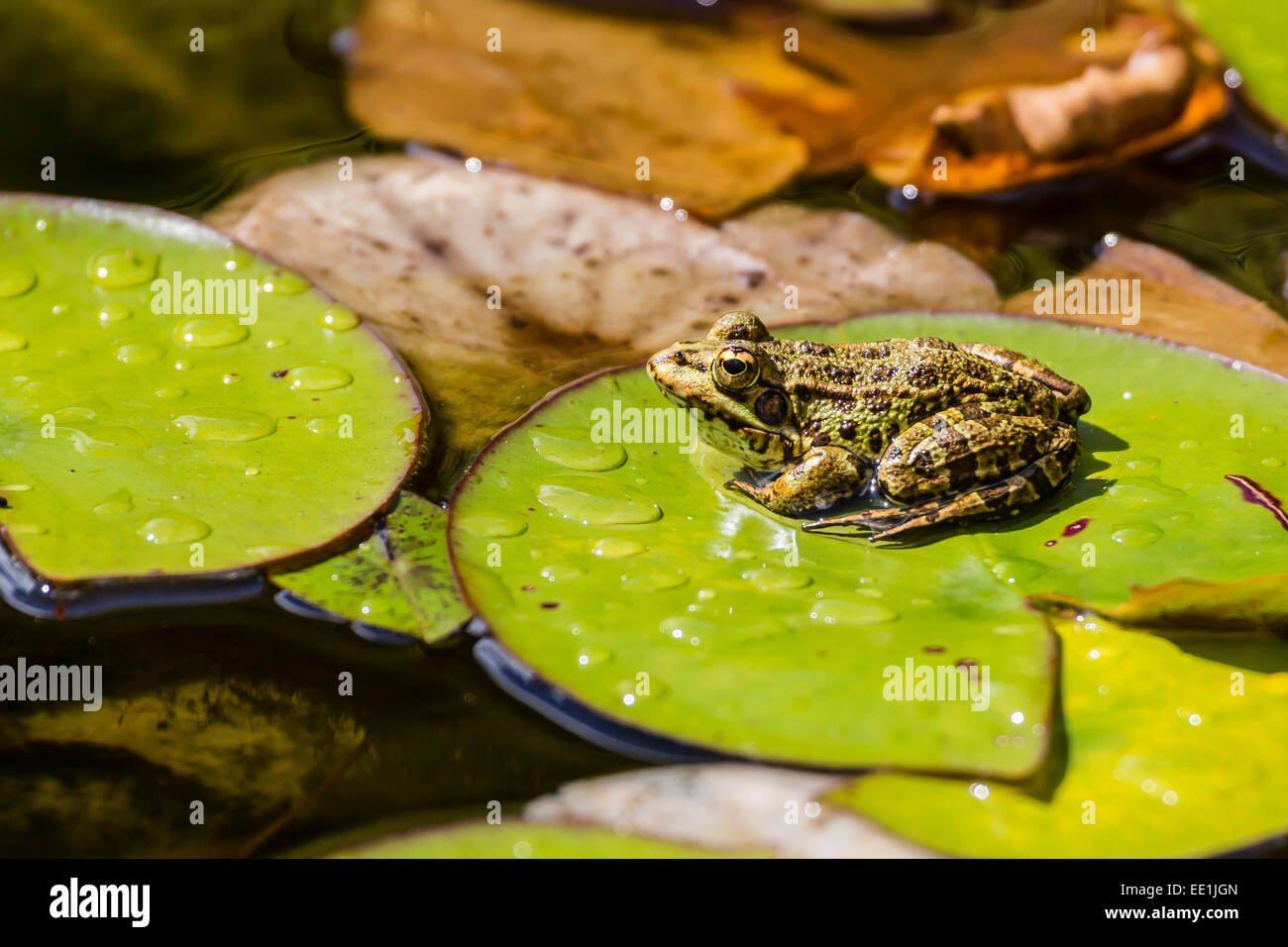 Perez's frog (Iberian waterfrog) (Iberian green frog) (Pelophylax perezi) on the island of Sao Miguel, Azores, Portugal Stock Photo