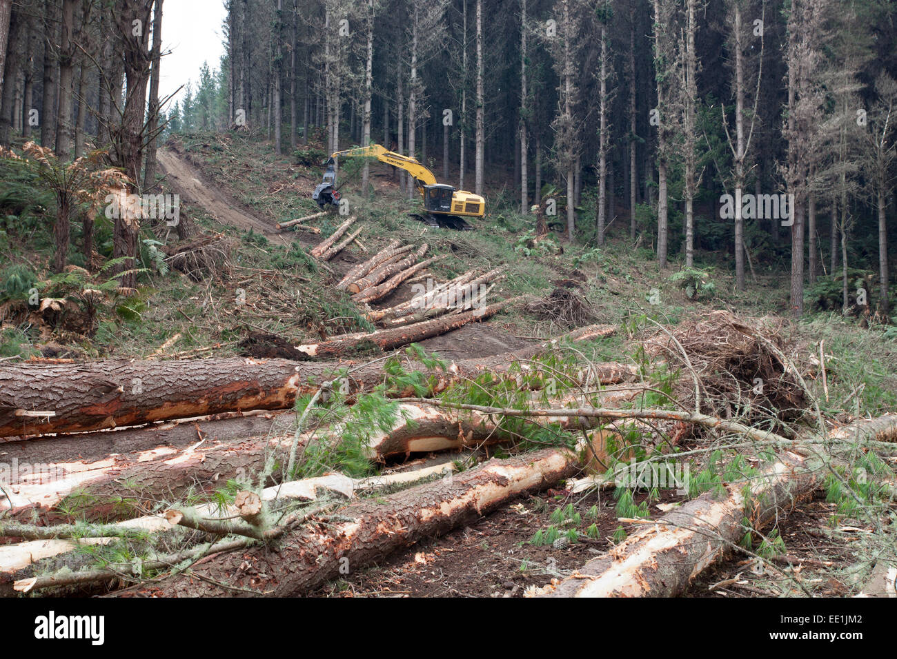 Forestry felling machine, Waikato, North Island, New Zealand, Pacific Stock Photo