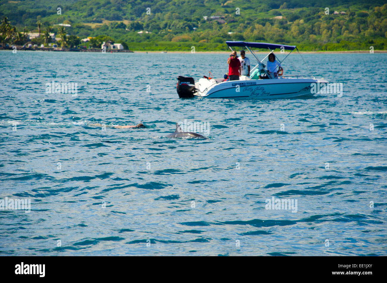 Spinner Dolphins in Tamarin Bay, Mauritius Stock Photo