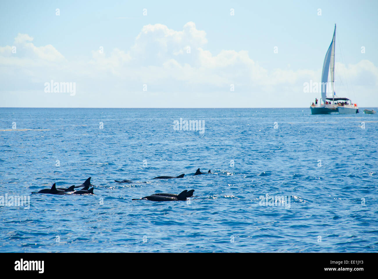 Spinner Dolphins in Tamarin Bay, Mauritius Stock Photo