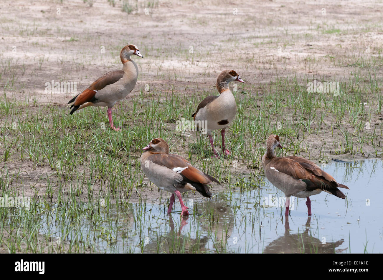 Egyptian geese (Alopochen aegyptiaca), Savuti Marsh area, Chobe National Park, Botswana, Africa Stock Photo