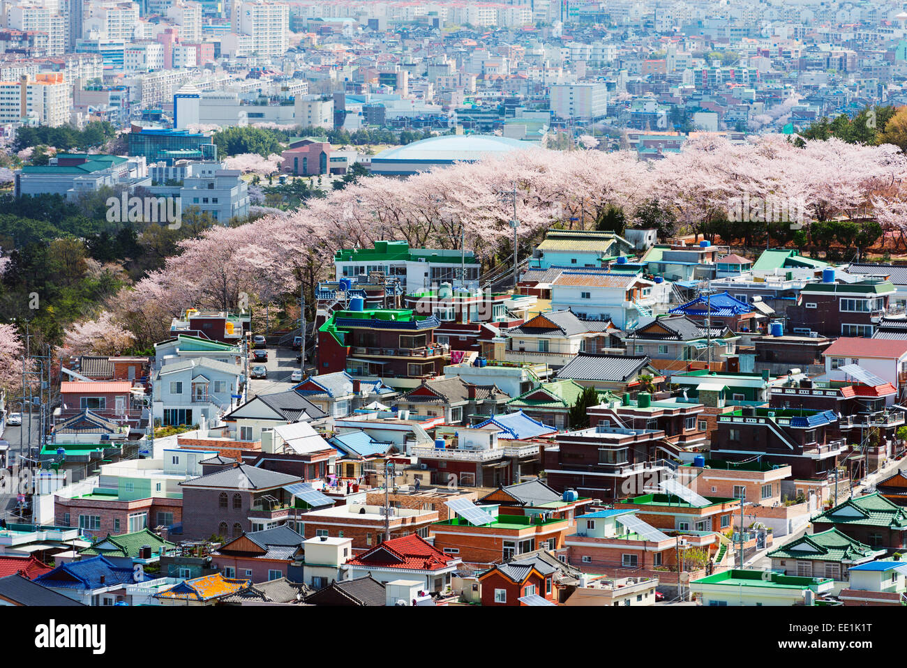 Spring cherry blossom festival, Jinhei, South Korea, Asia Stock Photo