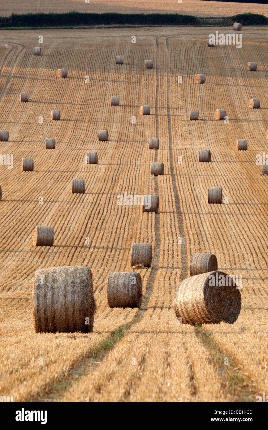Round hay bales, Swinbrook, Cotswolds, Oxfordshire, England, United Kingdom, Europe Stock Photo