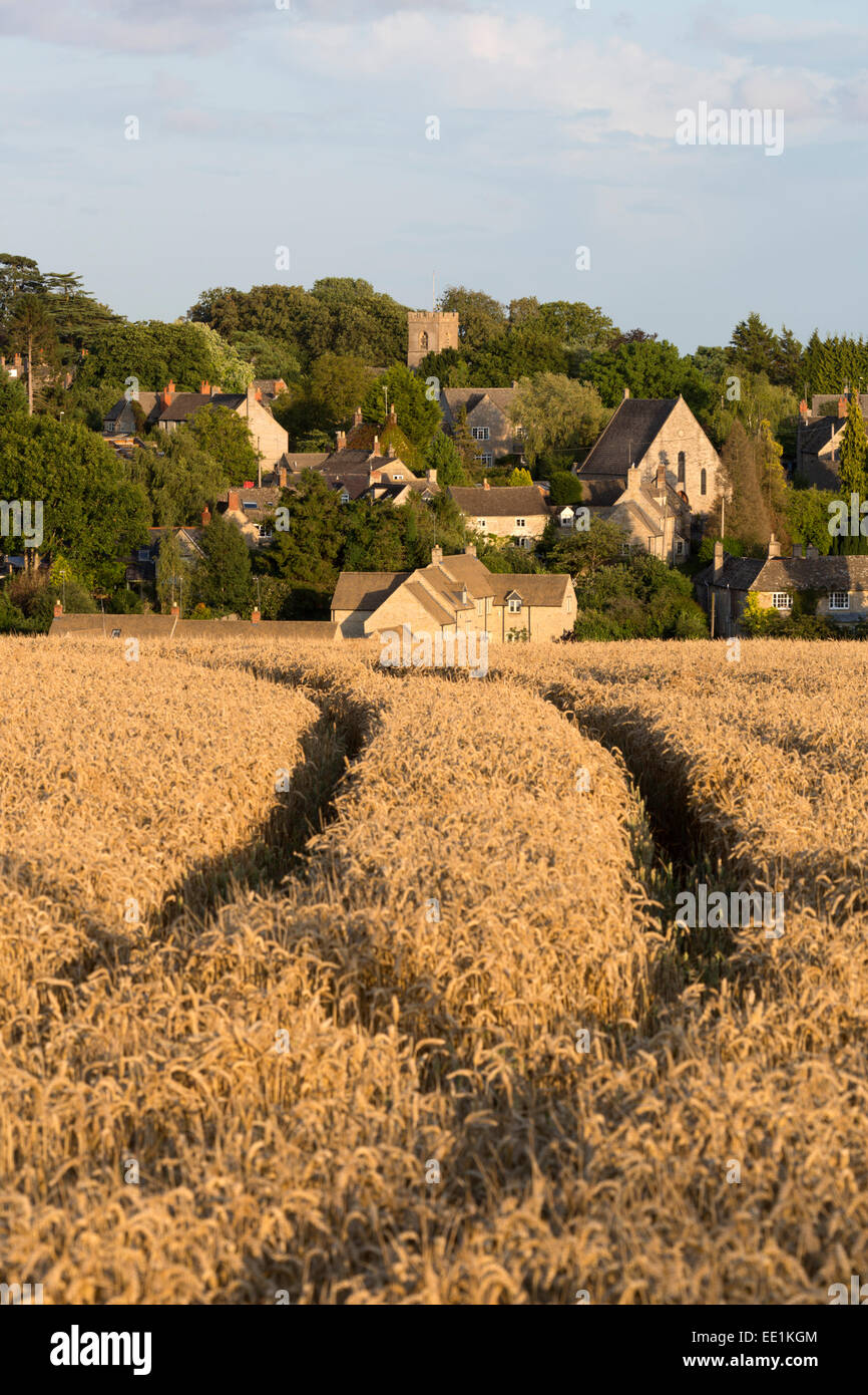 View over wheat field to village, Stonesfield, Cotswolds, Oxfordshire, England, United Kingdom, Europe Stock Photo