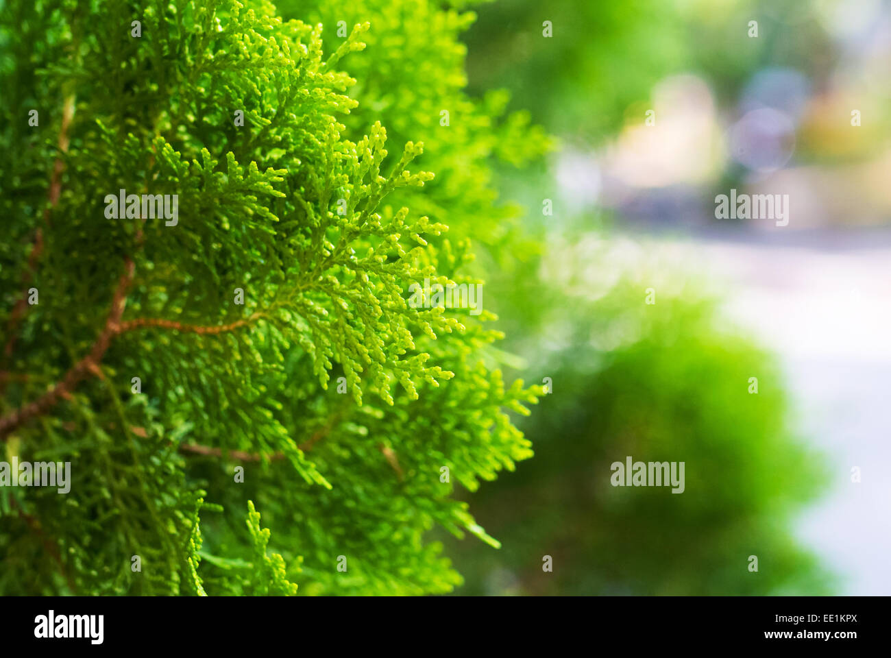 Closeup of fir tree Stock Photo - Alamy