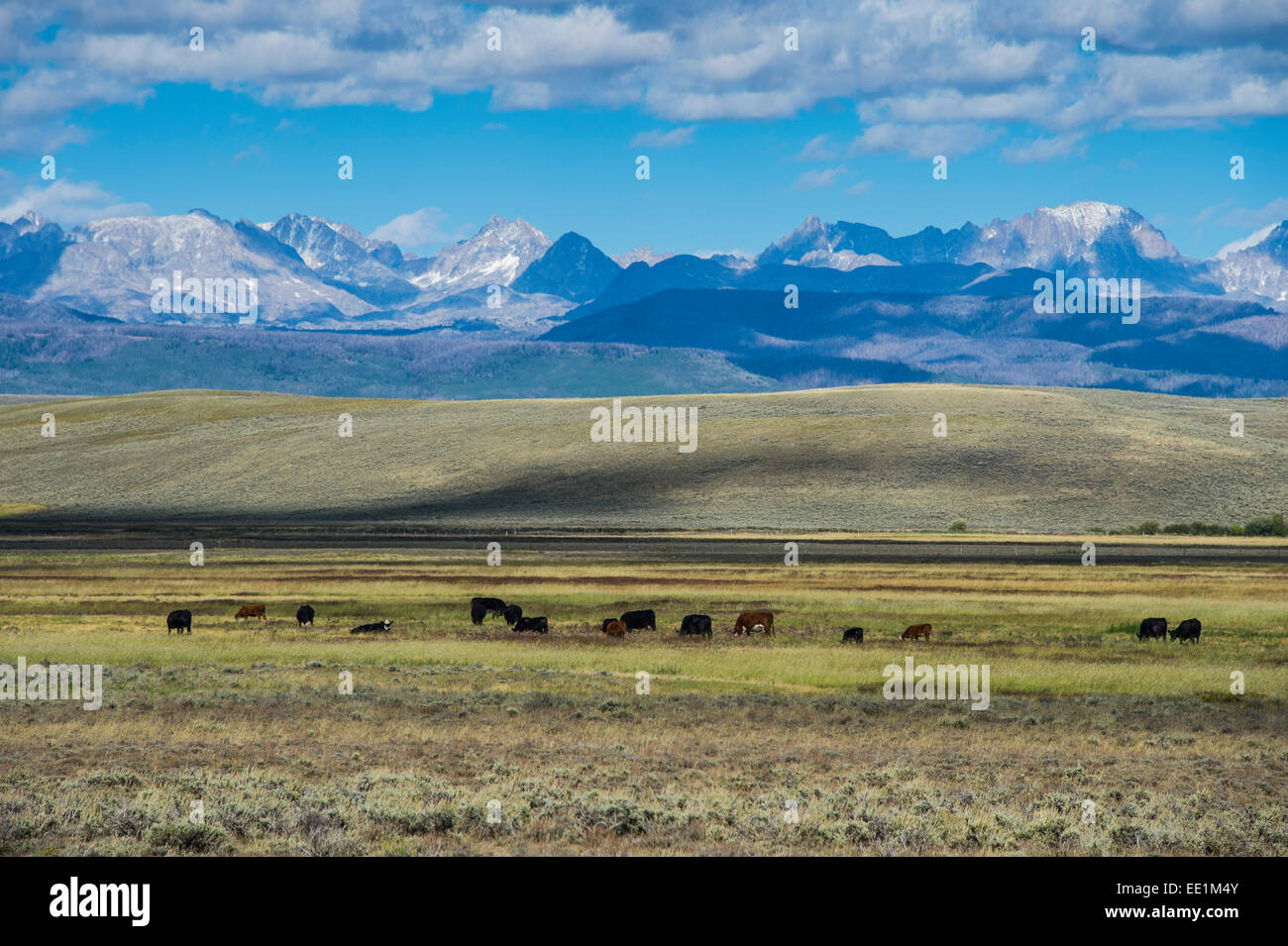 Cattle grazing in front of the mountains of the Caribou National Forest
