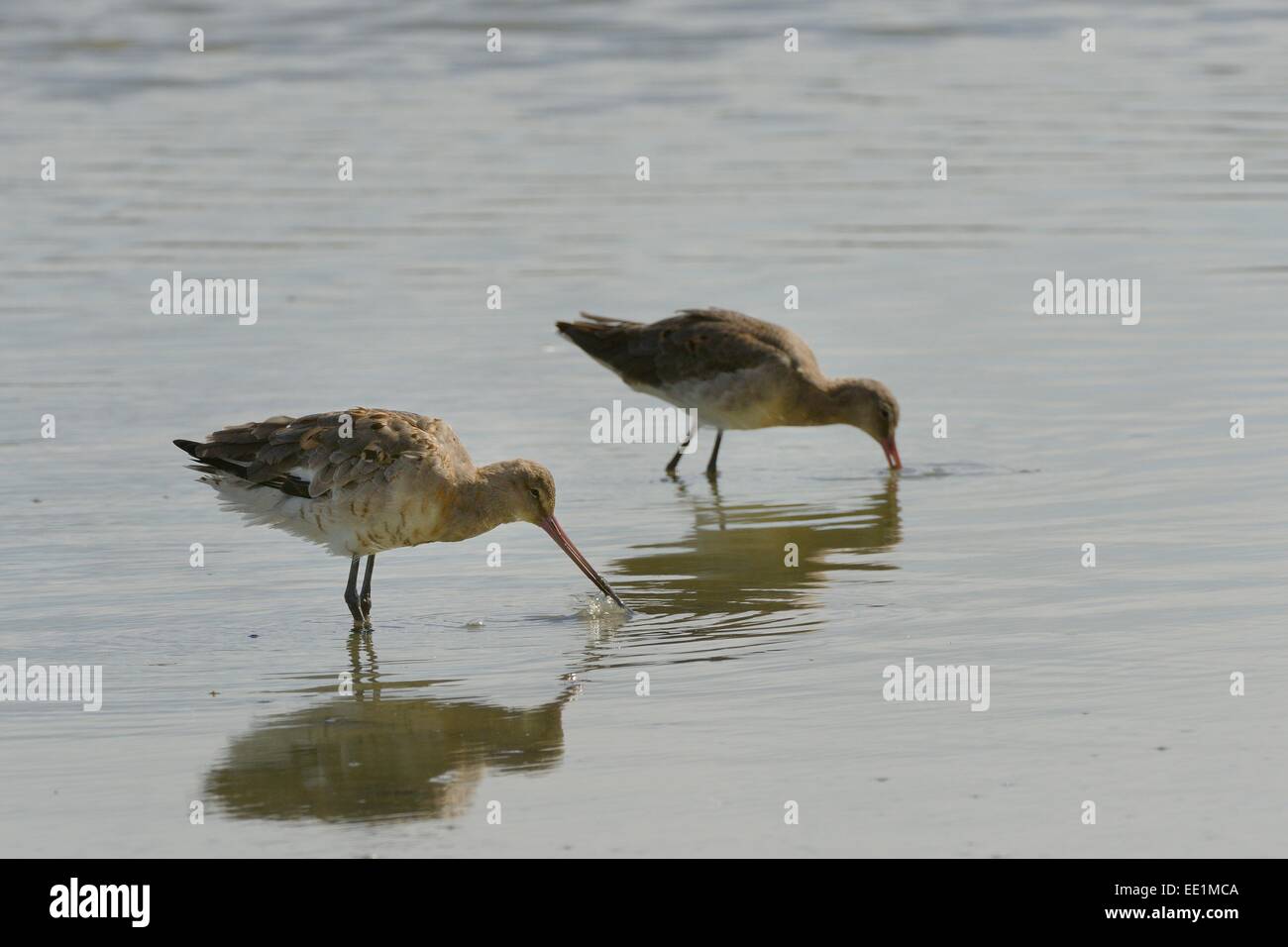 Two black-tailed godwits (Limosa limosa) foraging in a freshwater lake, Gloucestershire, England, United Kingdom, Europe Stock Photo