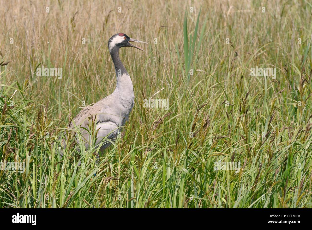 Common crane (Eurasian crane) (Grus grus), Gloucestershire, England