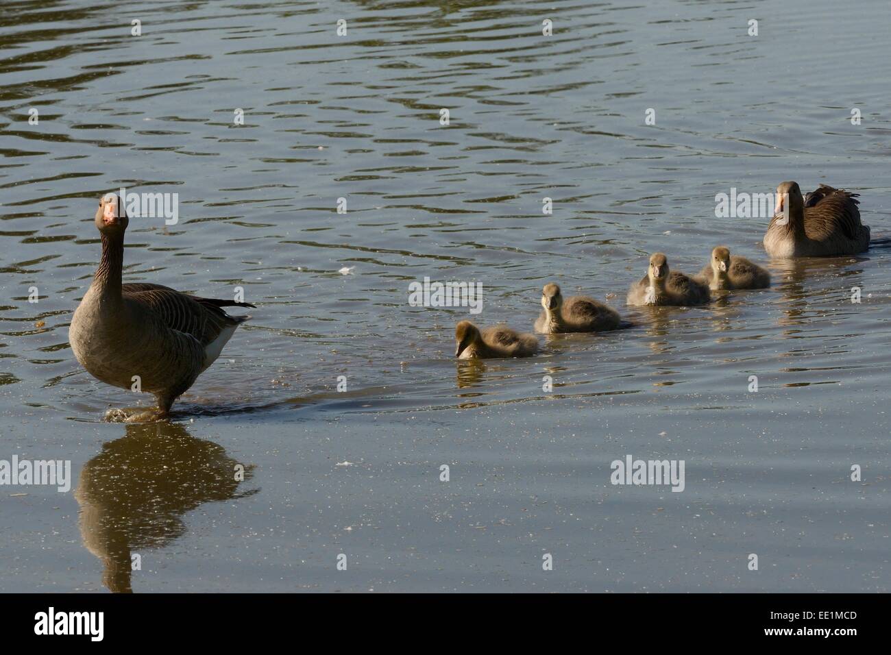 Greylag goose (Anser anser) family swimming in line to the margin of a lake, Gloucestershire, England, United Kingdom, Europe Stock Photo