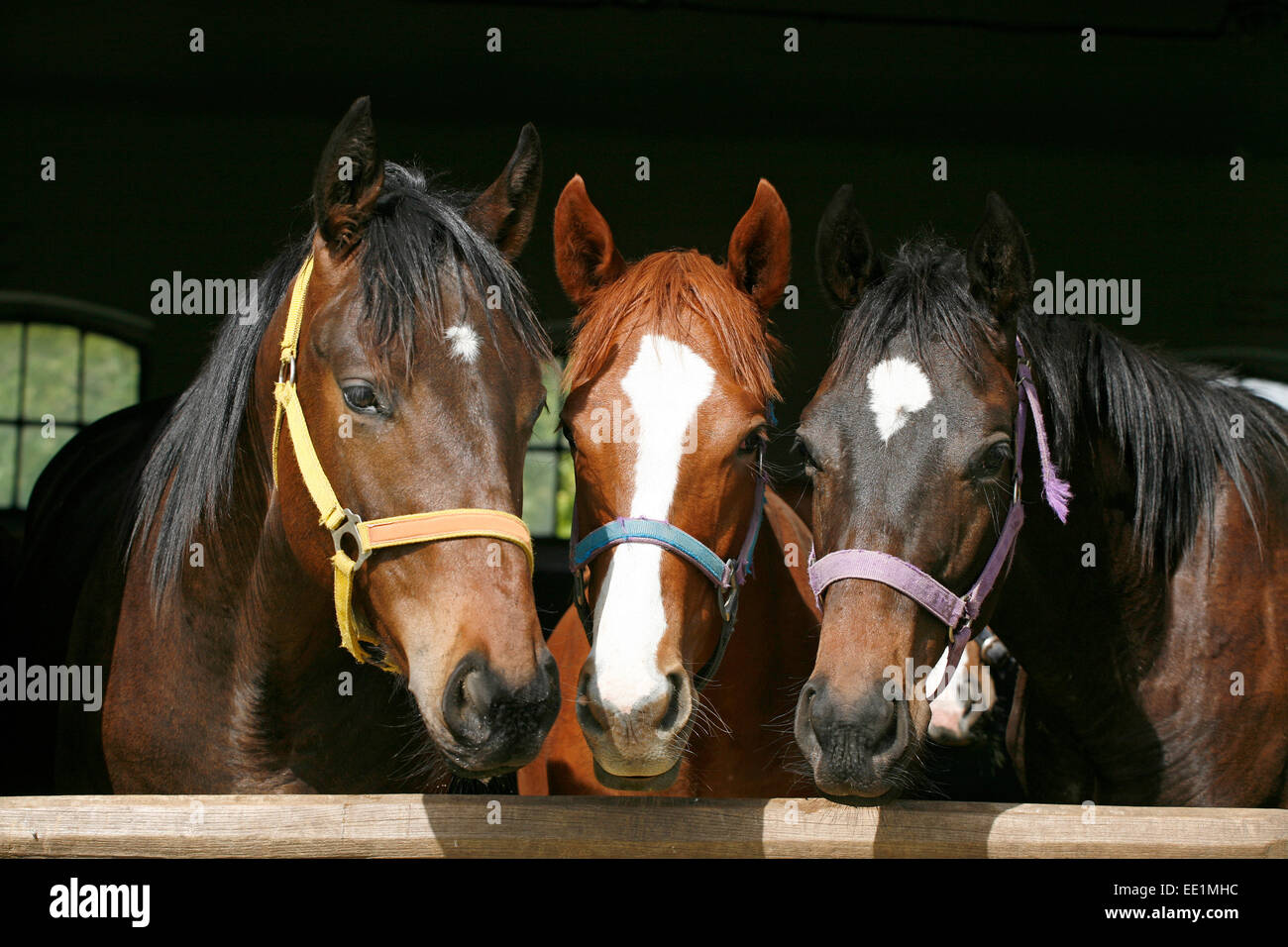 Three beautiful young mares looking over the stable door together. Head shot of youngster racehorses in the barn rural scene Stock Photo