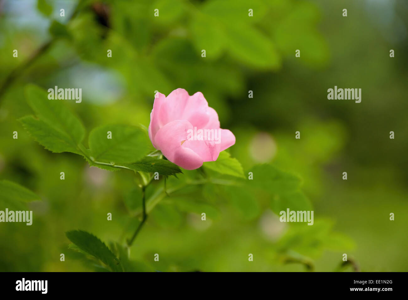 Rose forest hi-res stock photography and images - Alamy