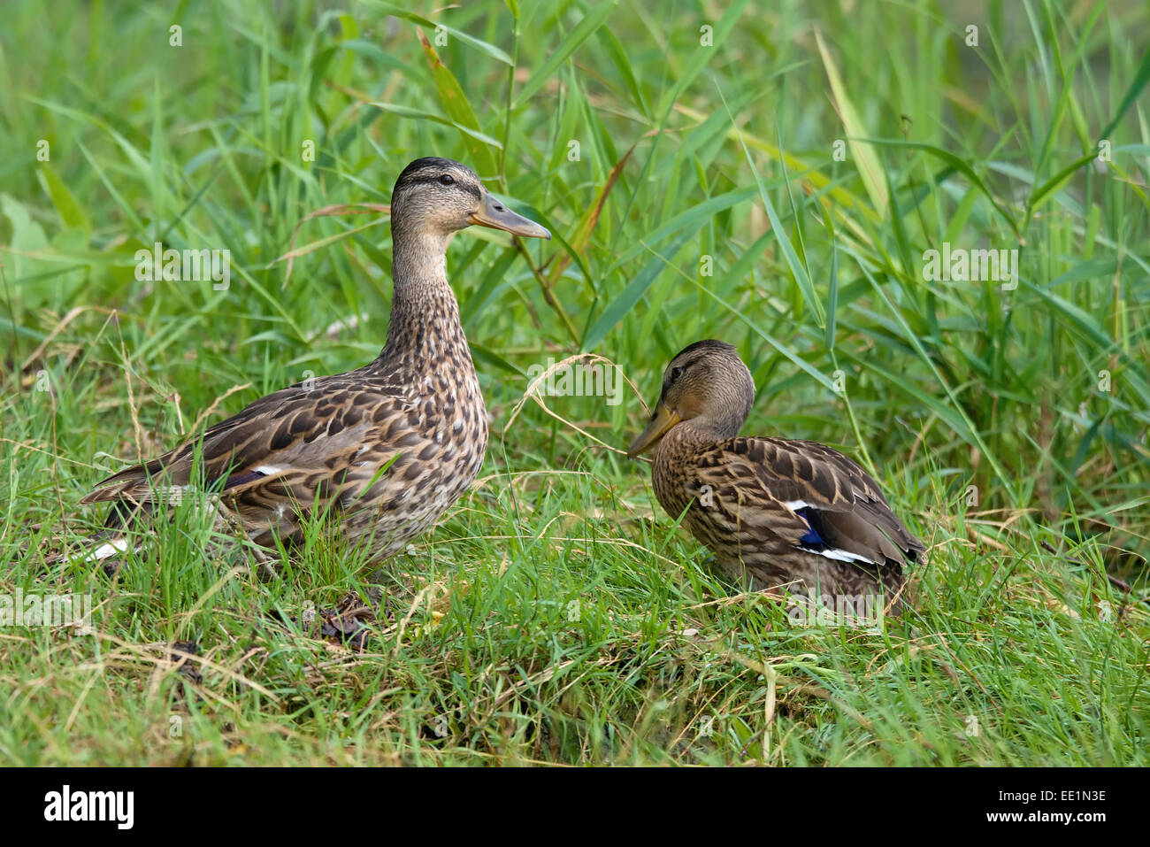 mutter and daughter Stock Photo