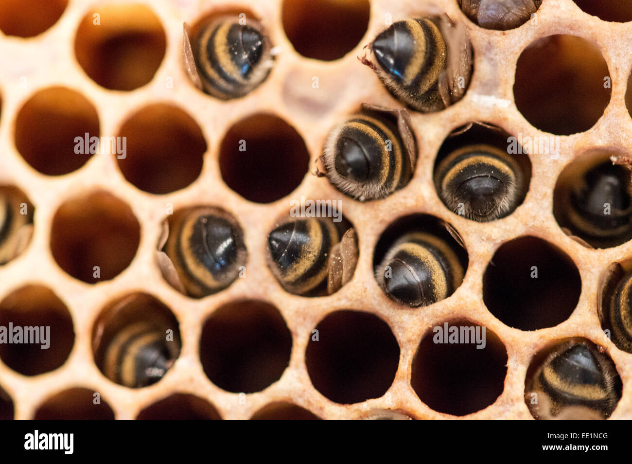 Starved honey bees dead in the cells Stock Photo