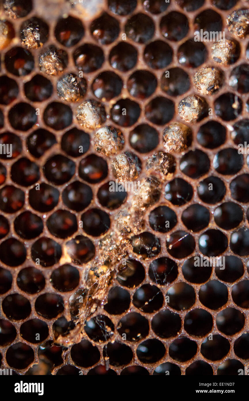 Wax moth damage on brood frame in a honey bee hive Stock Photo