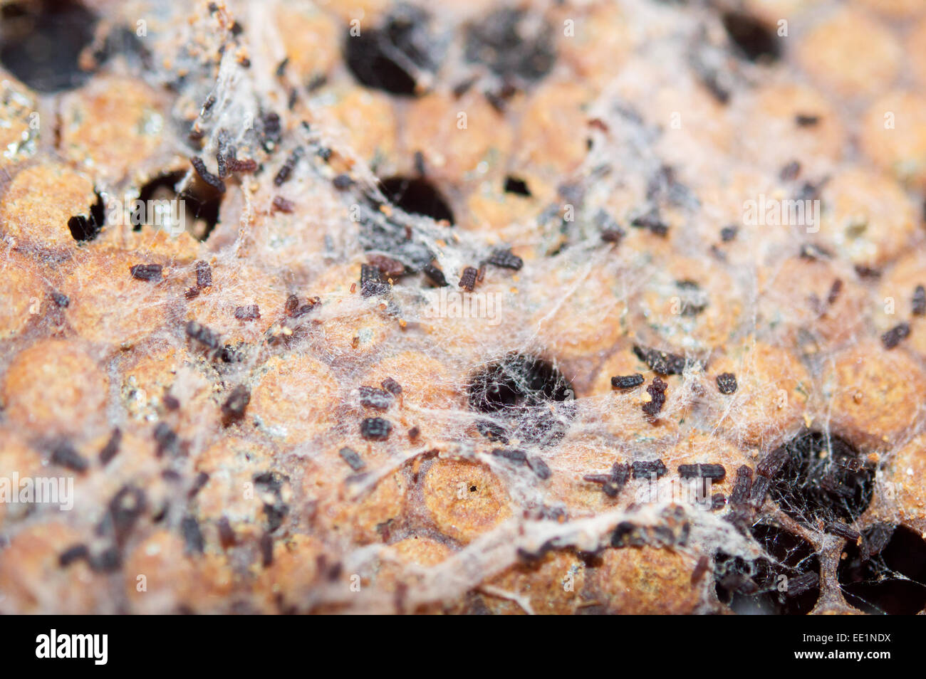 Wax moth damage on brood frame in a honey bees hive Stock Photo