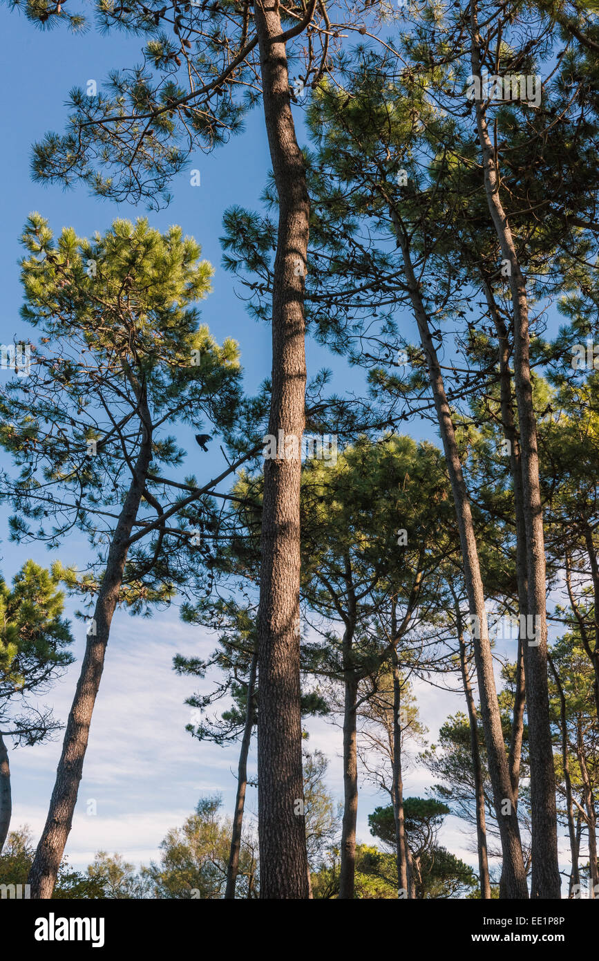 Pine trees. Stock Photo