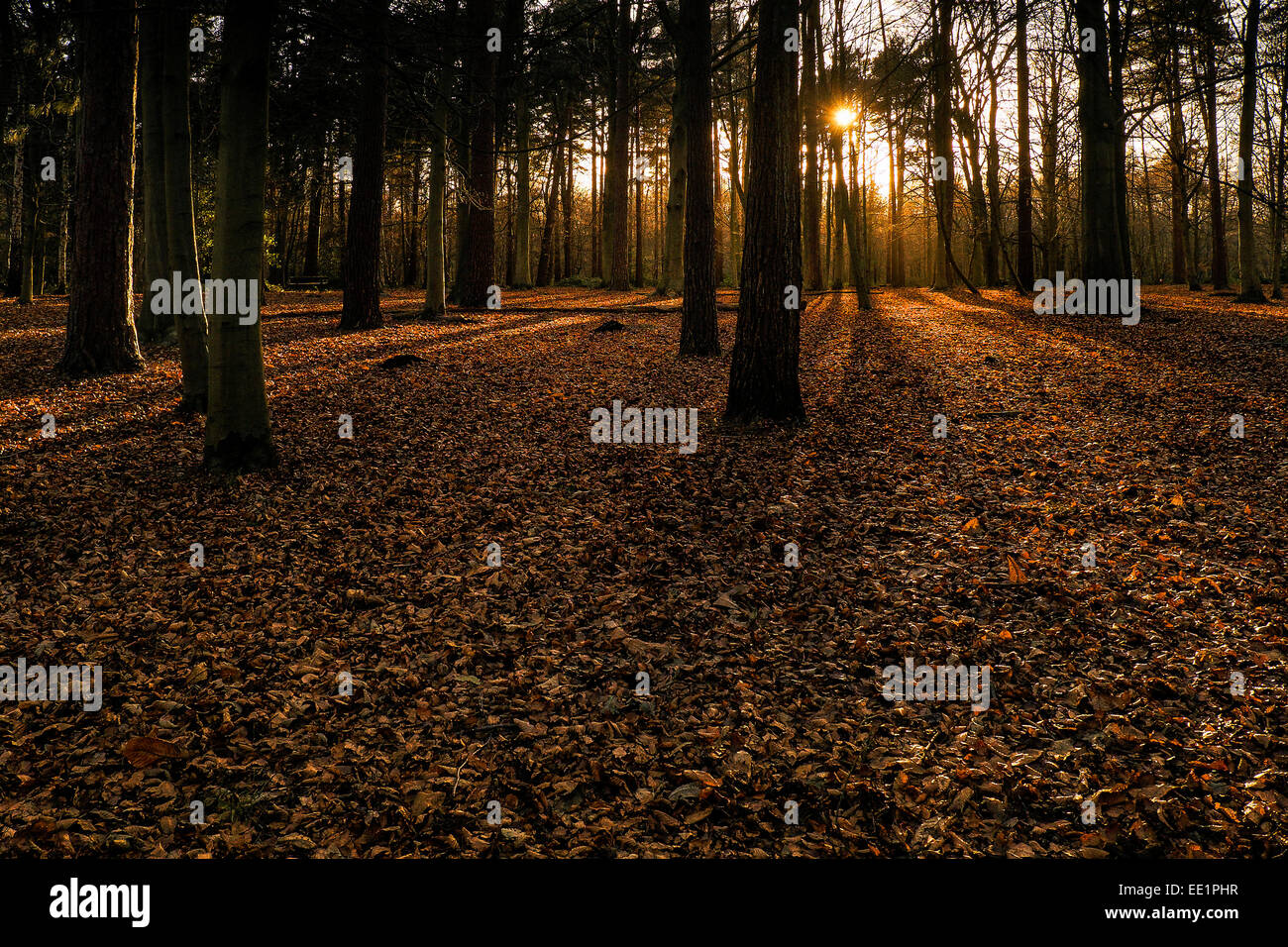 Evening sunlight in Thorndon Woods in Essex. Stock Photo