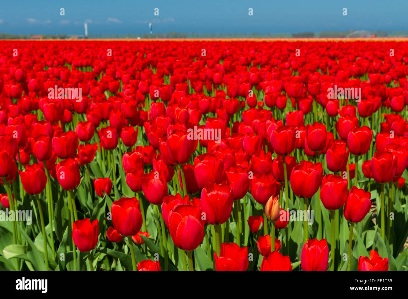 field with red tulips in the netherlands Stock Photo - Alamy