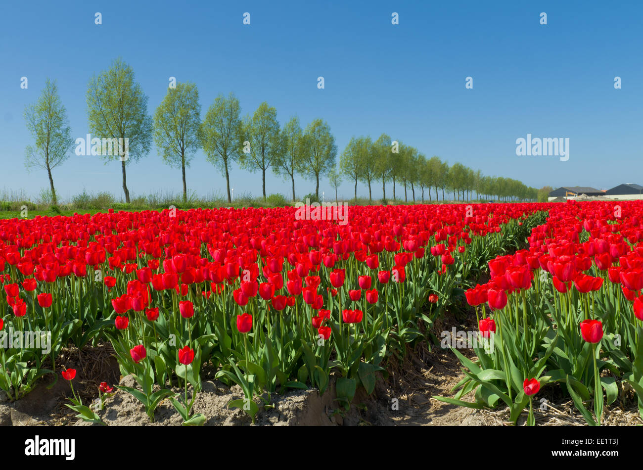 field with red tulips in the netherlands Stock Photo - Alamy