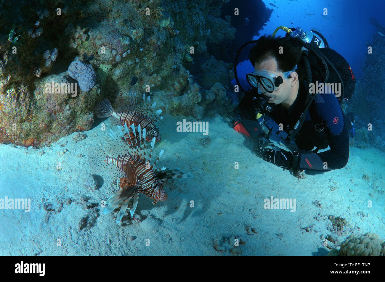Diver looks at two Red lionfish (Pterois volitans)  Red Sea, Egypt, Africa Stock Photo