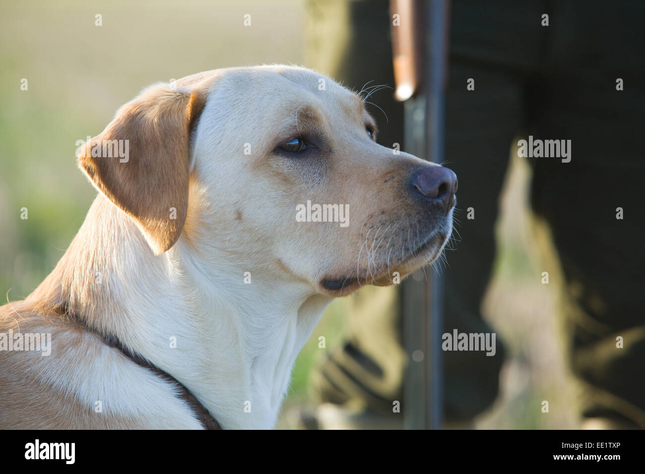 A Yellow Labrador Retriever dog sat with its owner on a pheasant shoot in England Stock Photo