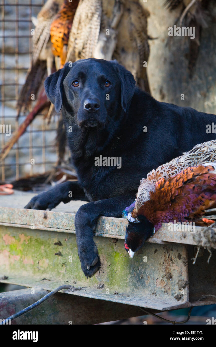 A Black Labrador Retriever working dog laying down with dead pheasants on a shoot in England, UK Stock Photo